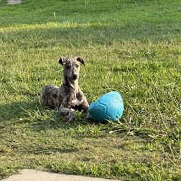 Poodle and Whippet All Grown Up from Charleston Reds Standard Poodles and Whippets