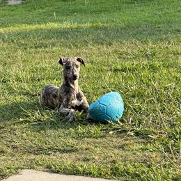 Poodle and Whippet All Grown Up from Charleston Reds Standard Poodles and Whippets
