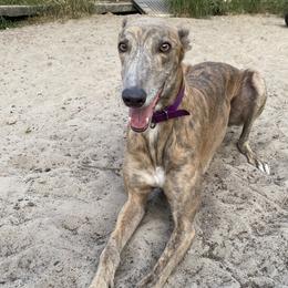 Xander - Greyhound