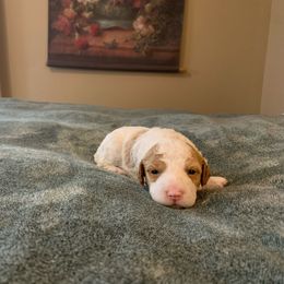 Lady - Cream Goldendoodle puppy in Bellbrook, Ohio from Mini-Doodle Manor