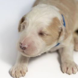 Fred - Fawn and white Sheepadoodle puppy in Houston, Texas from Texas Castle Doodles
