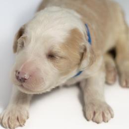 Fred - Fawn and white Sheepadoodle puppy in Houston, Texas from Texas Castle Doodles