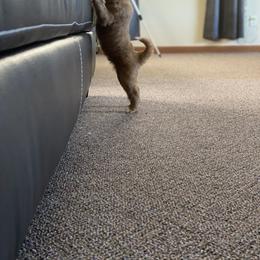 Goldendoodle Puppies from Beck Kennel