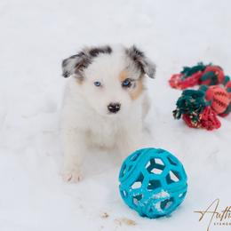 Snowflake - Blue merle female Australian Shepherd puppy in Red Bud, Illinois from Authentic Aussies