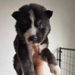 Boy 1 - Black and white male Siberian Husky puppy in Buckeye, Arizona from Anime Huskies