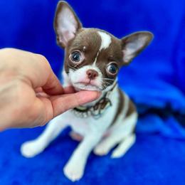 Jasper - Chocolate and white male Chihuahua puppy in Mesa, Arizona from Arizona Dream Chihuahuas