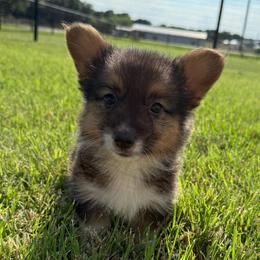 Beefy - Black and tan male American Corgi puppy in Decatur, Texas from Bar S Corgis