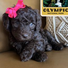 Olympic - Chocolate female Labradoodle puppy in Lubbock, Texas from Lucky Labradoodles
