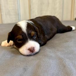 Oakley - Red phantom male Aussiedoodle puppy in Rock Hill, South Carolina from LolliPop Farms