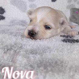 Nova - Cream female Havanese puppy in Trinity, Alabama from Tooties Cuties Havanese