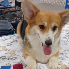 Touka - Pembroke Welsh Corgi