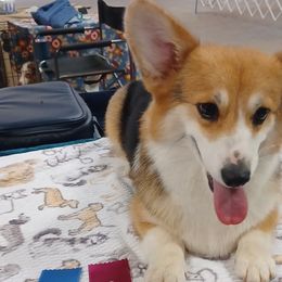 Touka - Pembroke Welsh Corgi