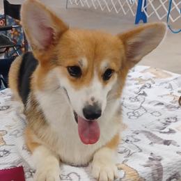 Touka - Pembroke Welsh Corgi