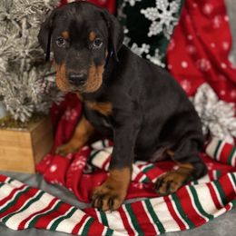 Gunnar - Black and rust male Doberman Pinscher puppy in Aredale, Iowa from Royal Dynasty Dobermann Kennel