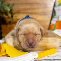 Tater - Yellow male Labrador Retriever puppy in Green Lake, Wisconsin from Breezy Retrievers