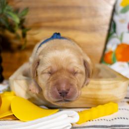Tater - Yellow male Labrador Retriever puppy in Green Lake, Wisconsin from Breezy Retrievers