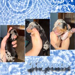 Kaptain - Dapple male Dachshund puppy in Brazil, Indiana from King Duke Dachshunds