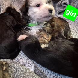 Girl 1 - Fawn brindle female Havanese puppy in Manchester, Texas from Mimi's Havanese