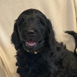 Goldendoodles from Hippity Hop Ranch Goldendoodles
