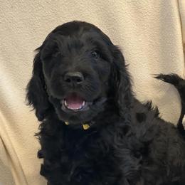 Goldendoodles from Hippity Hop Ranch Goldendoodles