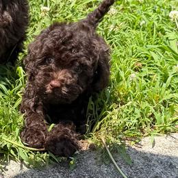Coco Channel - Brown female Poodle puppy in Chattanooga, Tennessee from Joy-Fur Puppies