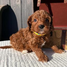 Yellow flowers - Red  female Goldendoodle puppy in Rush, New York from Care Bear Puppies