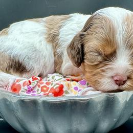 Hallie - Merle female Cavapoo puppy in Cameron, South Carolina from Sassy Sailor & Company