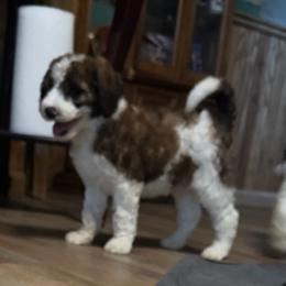 Saturday - Parti male Goldendoodle puppy in Suring, Wisconsin from Black Oak Doodles