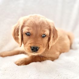 Companion Cross Puppies from Happy Tails Mini Goldens