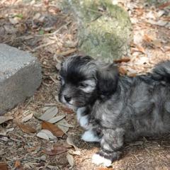  Puppies from Treasure Isle Silks