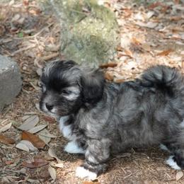  Puppies from Treasure Isle Silks