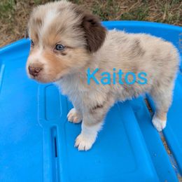 Kaitos - Red merle male Australian Shepherd puppy in Parker, Colorado from Legacy Ranch Australian Shepherds