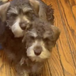 Miniature Schnauzers and Yorkshire Terriers from Cuddly Cutts Pets