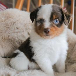 Summit - Red merle male Miniature Australian Shepherd puppy in Melbourne, Florida from True Spirited Aussies