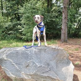 Han - Dalmatian