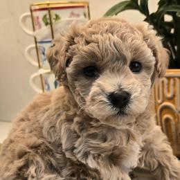 Assorted Doodle Crosses puppies from IDREAMOFPUPPIES