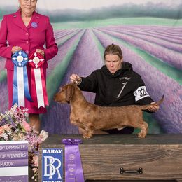 Riggs - Dachshund