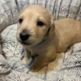 1st Born ee Cream - Cream male Dachshund puppy in Rochester, Washington from Curtiss Dachshunds