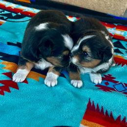 Beth - Black tri female Toy Australian Shepherd puppy in Powell Butte, Oregon from Willow Lane Ranch