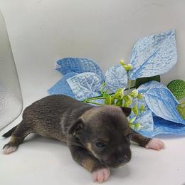 Baby Boy 2 - Black and tan male Chihuahua puppy in Weatherford, Texas from Small and Mighty Chihuahuas