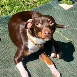 Ginger Bean - Rat Terrier