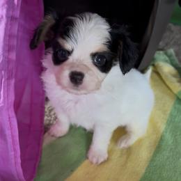 Papillon puppies from Mishmo's Shibas and Papillons