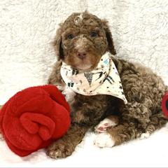 Drosselmeyer - male Golden Mountain Doodle puppy in Victoria, Texas from Deidre's Doodles
