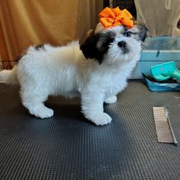 Jenga - Gold and white female Shih Tzu puppy in Memphis, Tennessee from Thorntons Fur Crew