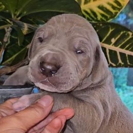 Goliath - Silver male Great Dane puppy in Towaco, New Jersey from MommaDukes Danes