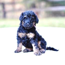 Pink collar - Phantom female Bernedoodle puppy in Spokane, Washington from Doodle Love