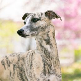 Stokes - Whippet