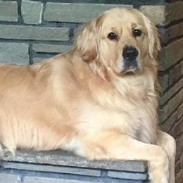 Golden Retrievers from Moonlit Meadows Golden Retrievers