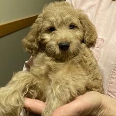Goldendoodle Puppies from Northwoods Goldendoodles