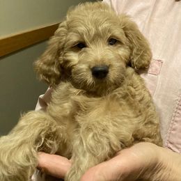 Goldendoodle Puppies from Northwoods Goldendoodles